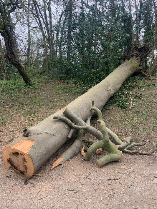 Nytt Windsor Side Chairs