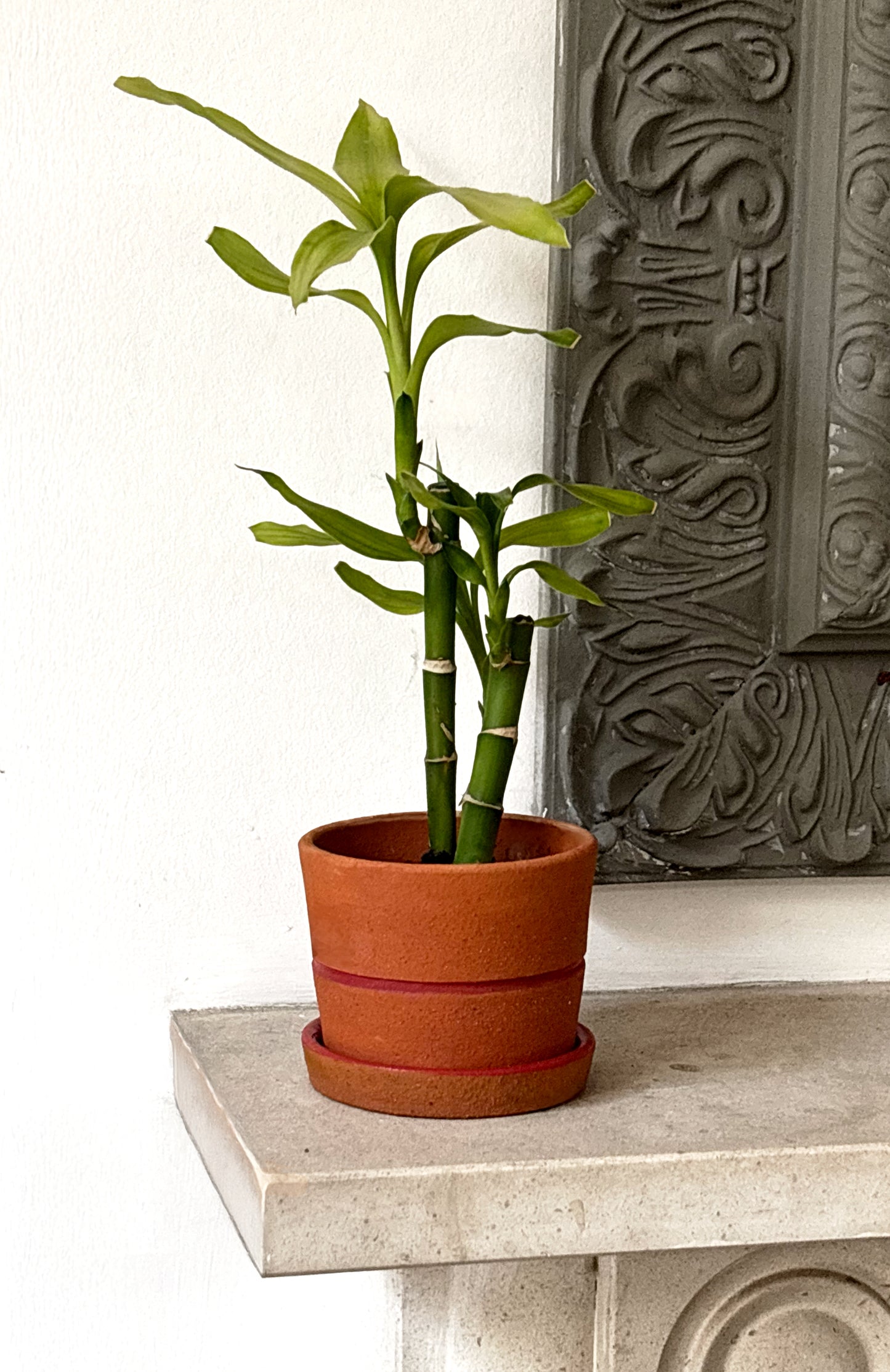 The Salvaged Roots Pot - Price on Request