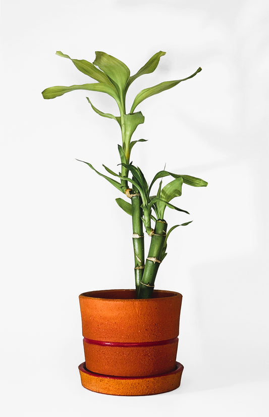 The Salvaged Roots Pot - Price on Request